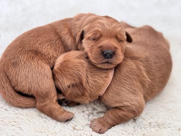Cuccioli di golden retriever americano