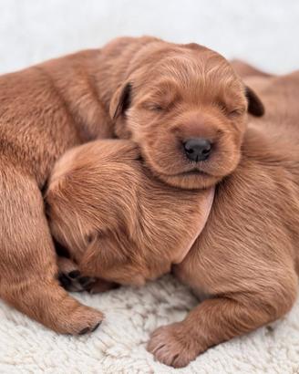 Cuccioli di golden retriever americano