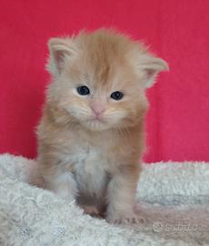 Cuccioli maine coon