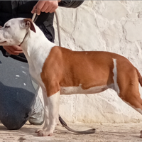 Cucciola Amstaff