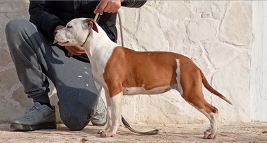 Cucciola Amstaff