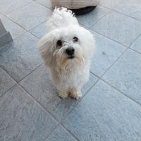 Maltese per accoppiamento