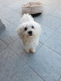 Maltese per accoppiamento