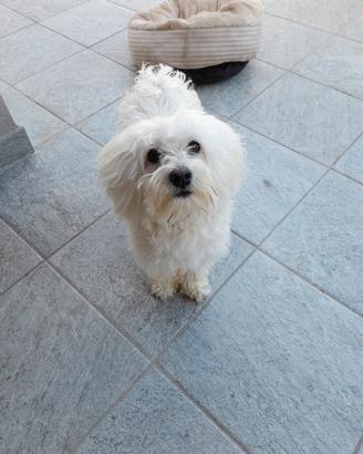 Maltese per accoppiamento