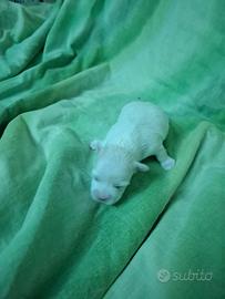Maltese nano