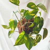 Kokedama pianta sospesa