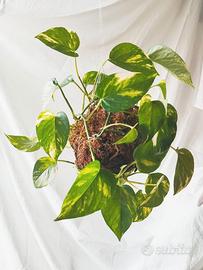 Kokedama pianta sospesa