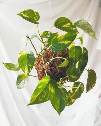 Kokedama pianta sospesa