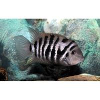 Ciclid nigrofasciatum