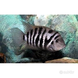 Ciclid nigrofasciatum