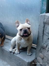 Bulldog Francese