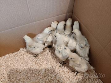 Pulcini Moroseta bianche