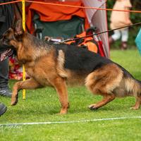 Maschio di pastore tedesco per monta