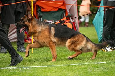 Maschio di pastore tedesco per monta