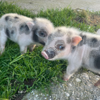 Coppia di maiallini mini pig da 1 mese
