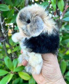 Minilop harlequine panda