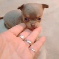 Chihuahua cucciole pelo raso