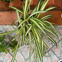 piante di nastrino