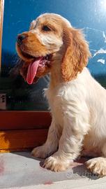 Cucciolo di Cocker Spaniel Inglese maschio