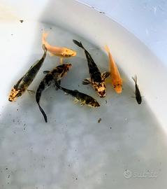 Carpe koi