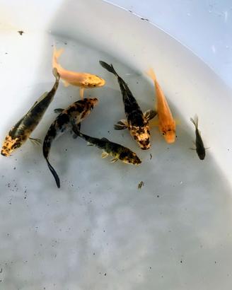 Carpe koi