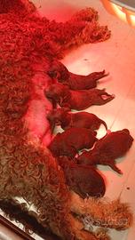 Cuccioli di Lagotto con Pedigree