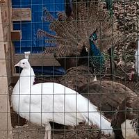 Pavone bianco maschio