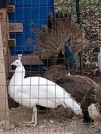 Pavone bianco maschio