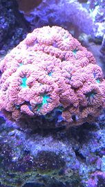 Talee coralli acquario marino