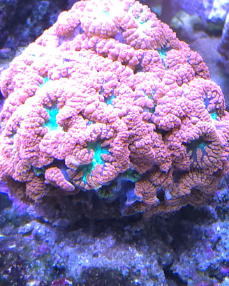 Talee coralli acquario marino