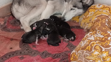 Cuccioli Siberian Husky bianchi e neri occhi blu