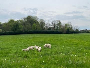 Agnelli di varie età