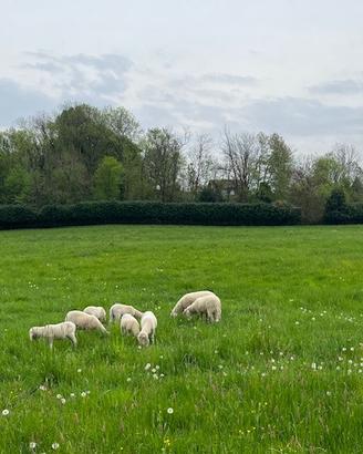 Agnelli di varie età