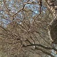 Legna da ardere di ulivo