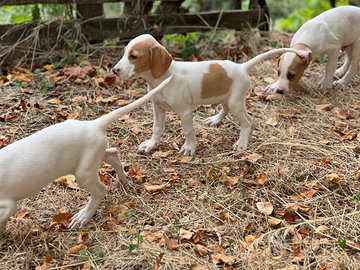 Cuccioli segugio istriano 3 mesi