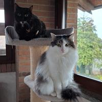 Animali