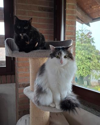 Animali