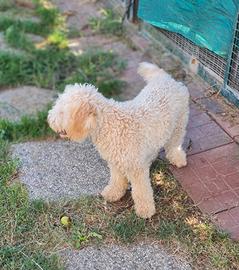 Lagotto Romagnolo cucciolone