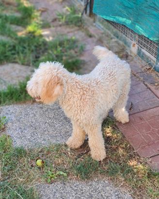 Lagotto Romagnolo cucciolone