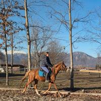 Cavallo