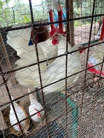 Galline Livornesi