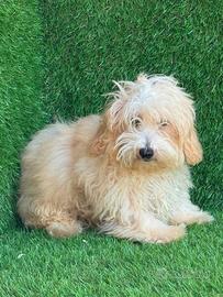 Maltipoo
