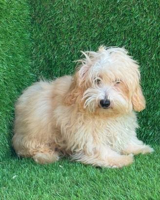 Maltipoo