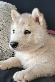 Siberian husky cucciole
