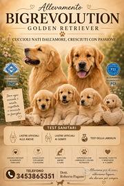 Golden Retriever cuccioli pedigree Enci e test