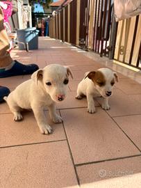 Jack Russel