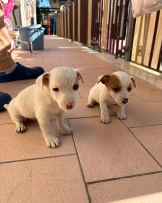 Jack Russel