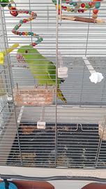 Pappagalli