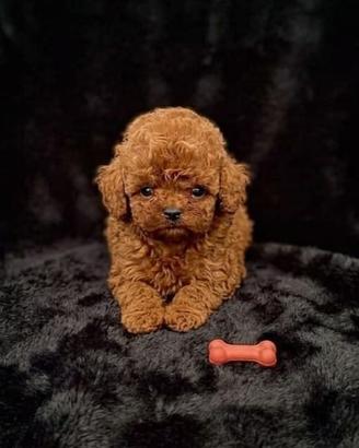 Barboncina asiatica Teacup /mini Toy Red