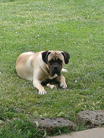 Cane Corso Italiano disponibile per monte